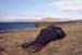 Island_2005_02