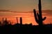 07_SaguaroNP